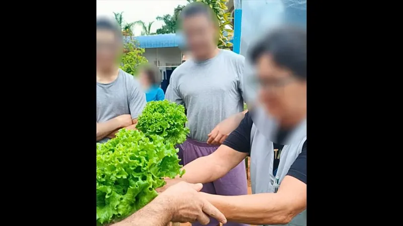 Foram produzidos 100 pés de alface pelo sistema de hidroponia na Fundação Casa, em Irapuru (SP) |