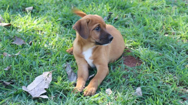 Atendimento, das 8h às 13h, será na praça ao lado da Estratégia de Saúde da Família (ESF), na Vila Palmira, em Presidente Epitácio (SP) |