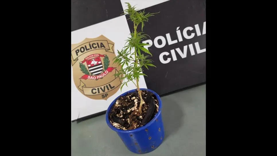 Pé de maconha é apreendido em residência após pai procurar a polícia e denunciar cultivo feito pelo filho
