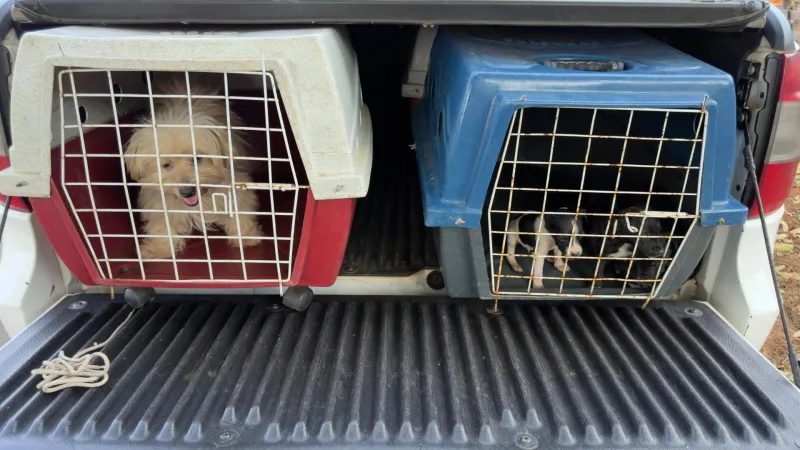 Investigações concluíram que cães foram vítimas de maus-tratos em imóvel, no Parque Residencial Iguaçu, em Adamantina (SP) |