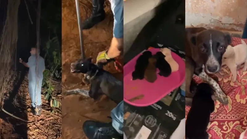 Mãe apresentava sinais de desidratação e subdesnutrição, já os filhotes não tinham ferimentos |