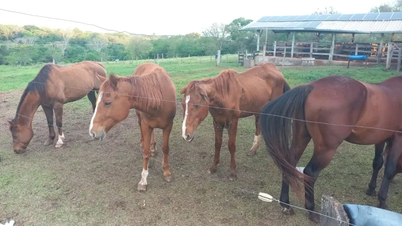 Animais foram encaminhados para o Instituto Recanto dos Anjos |