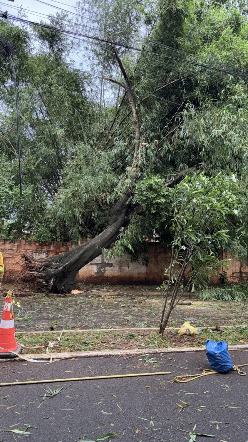 Imagem da matéria