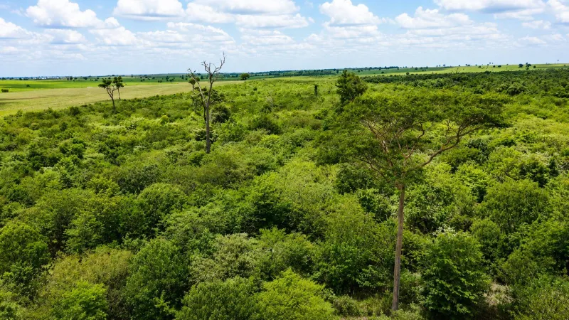 Foram plantadas 200 mil mudas de espécies da Mata Atlântica nativas da região em 149 hectares, em Marabá Paulista (SP) |