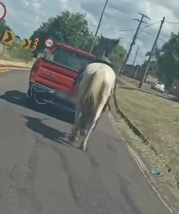Animal era tracionado por uma caminhonete pela Avenida Comendador Alberto Bonfiglioli |