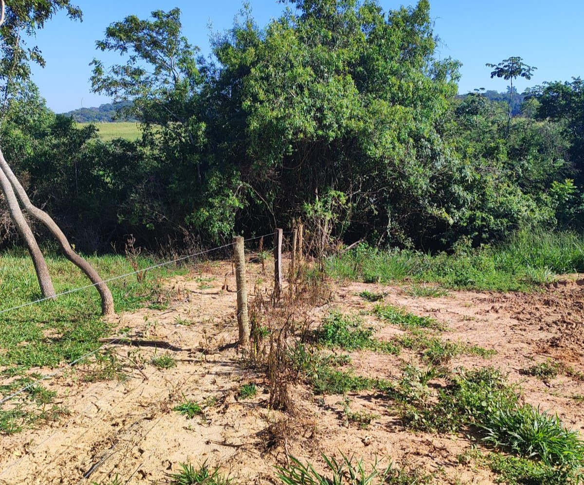 Foram suprimidas 36 árvores nativas das espécies ipê, leiteiro, amendoim-bravo |