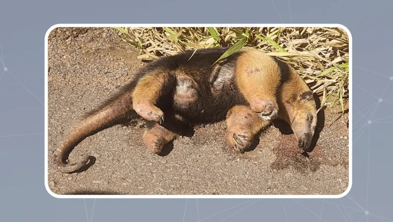 Entre as obrigações reconhecidas pelo STJ, está a adoção de medidas de engenharia destinadas à proteção da fauna, como a instalação de passagens de animais e telas de proteção |