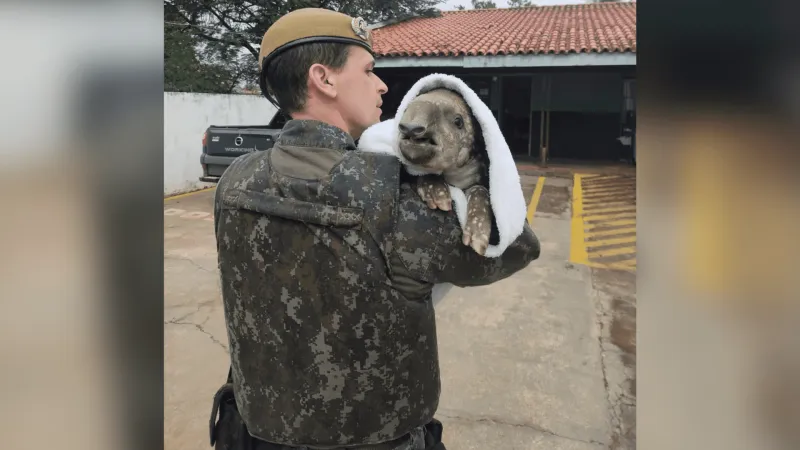Filhote de anta é resgatada com fratura na pata no distrito de Planalto do Sul |