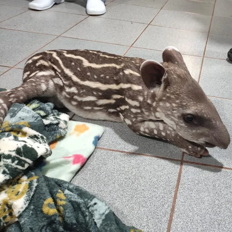 Imagem da matéria