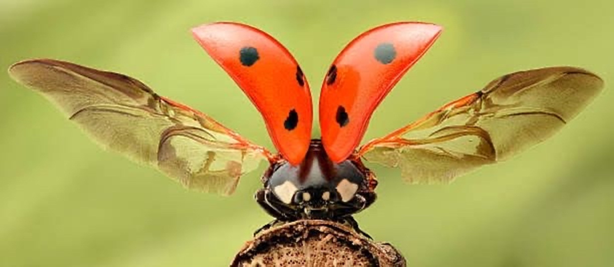 Curso de introdução à entomologia é destinado a participantes a partir de 14 anos |
