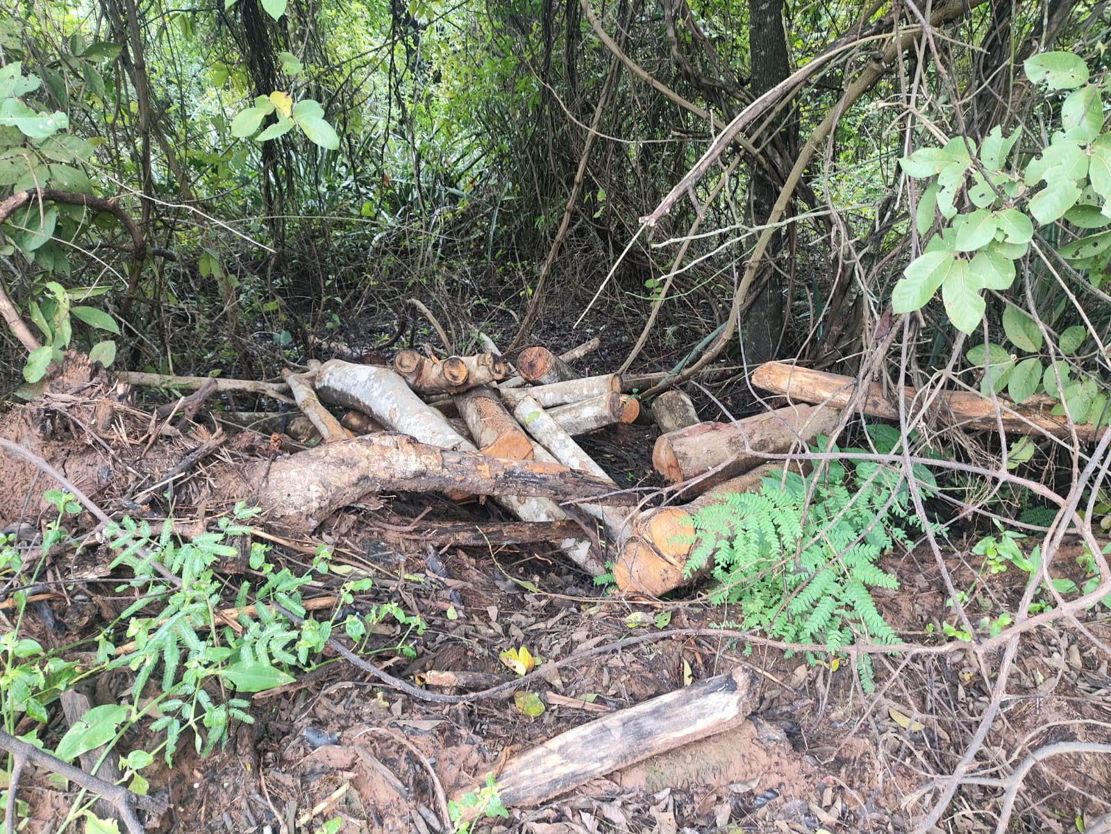 Proprietário de chácara foi multado por cortar 12 árvores |