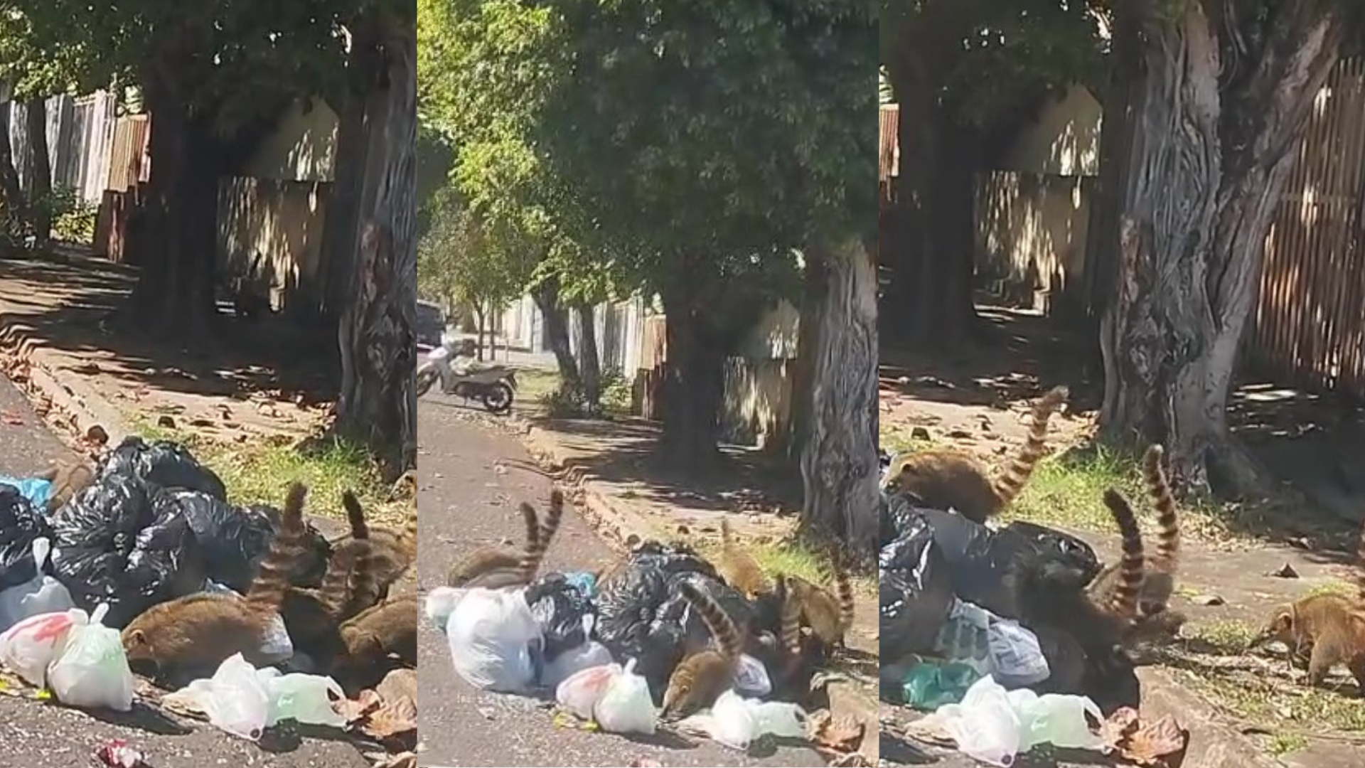 Bando de quatis foi visto no Jardim São Gabriel, em Presidente Prudente (SP) |