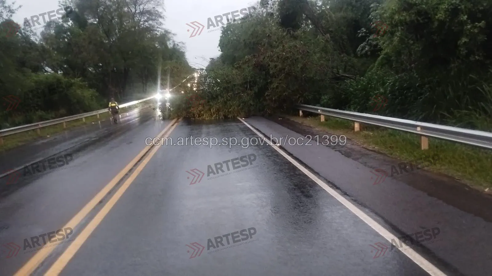 Devido à chuva, árvore cai e interdita a Rodovia Comandante João Ribeiro de Barros