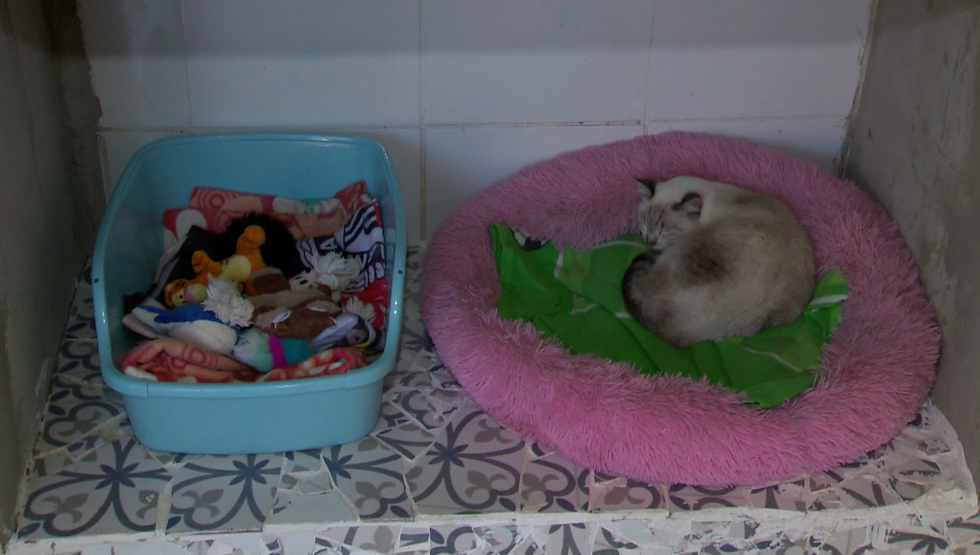 Filhotes, idosos e animais com pouca pelagem exigem atenção redobrada durante os dias de baixas temperaturas.