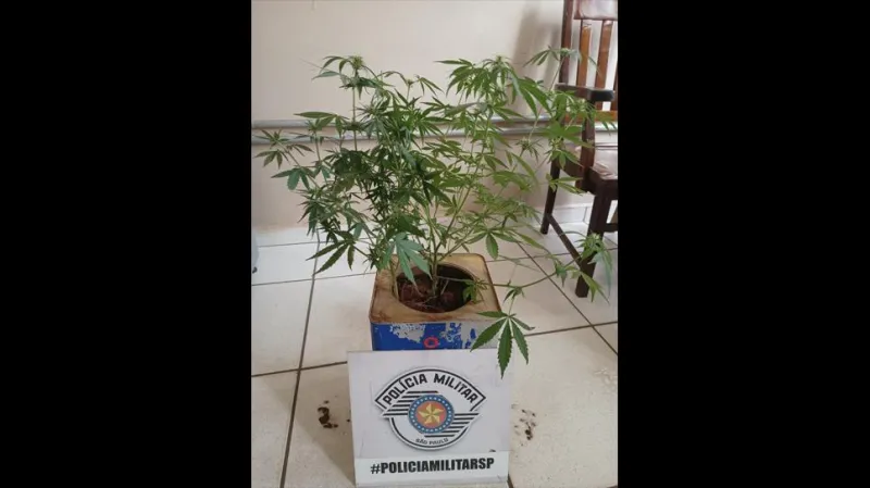 Em um dos casos, a Polícia Militar apreendeu seis pés de maconha em duas residências.