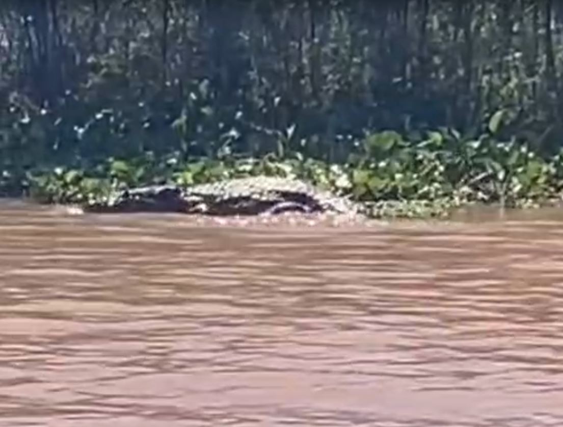 Animal surpreendeu pelo seu tamanho |