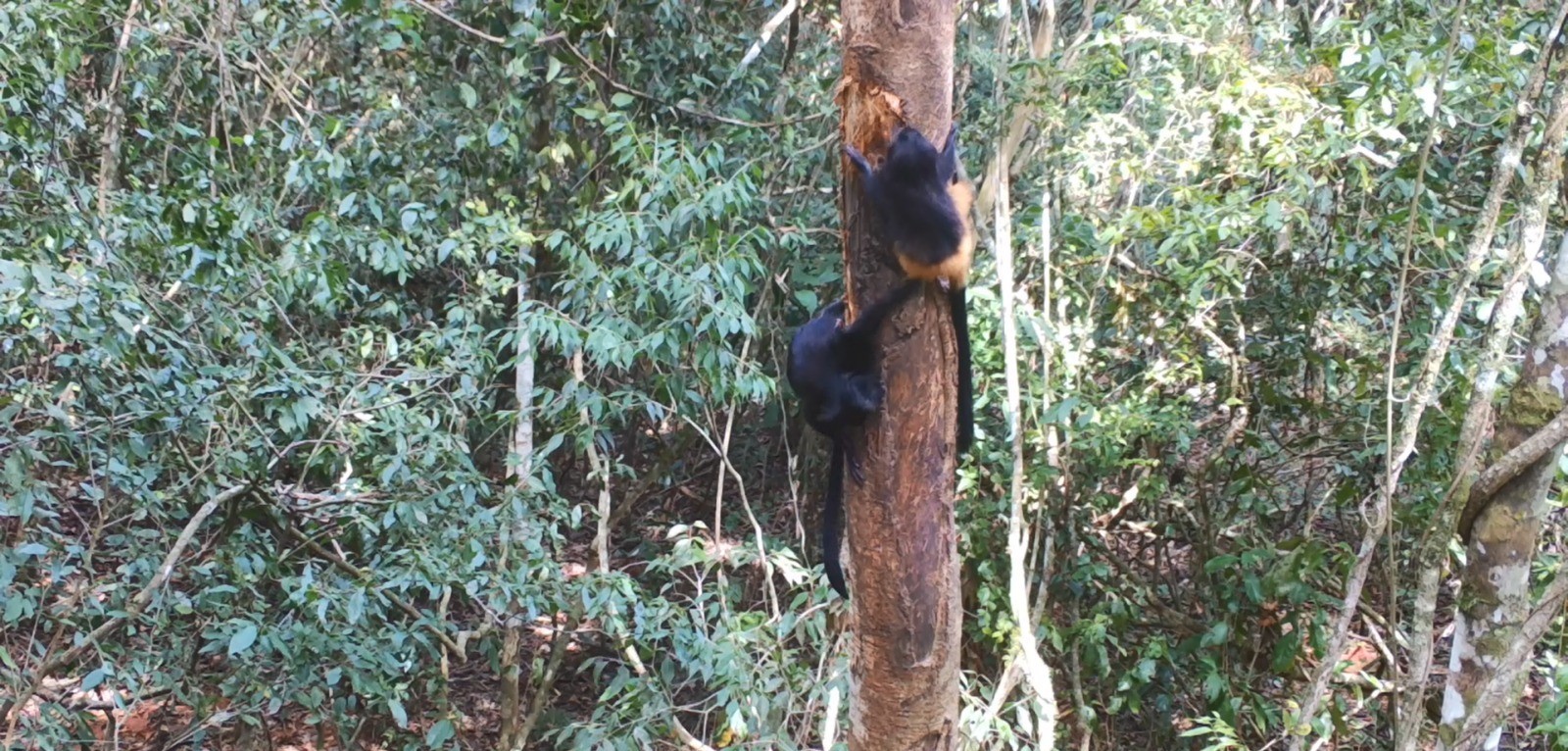 Imagens dos micos-leões-pretos foram flagrados no Pontal do Paranapanema |