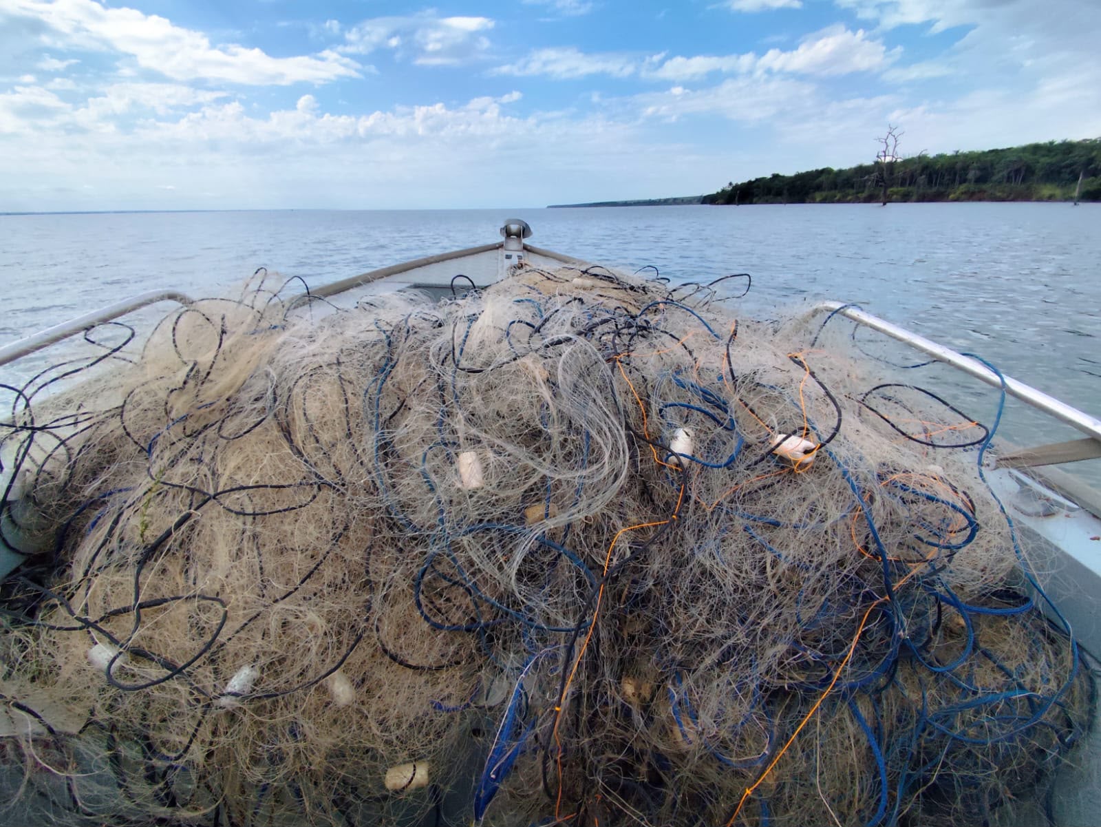 Peixes das espécies porquinho, tucunaré e corvina foram devolvidos ao ambiente aquático |