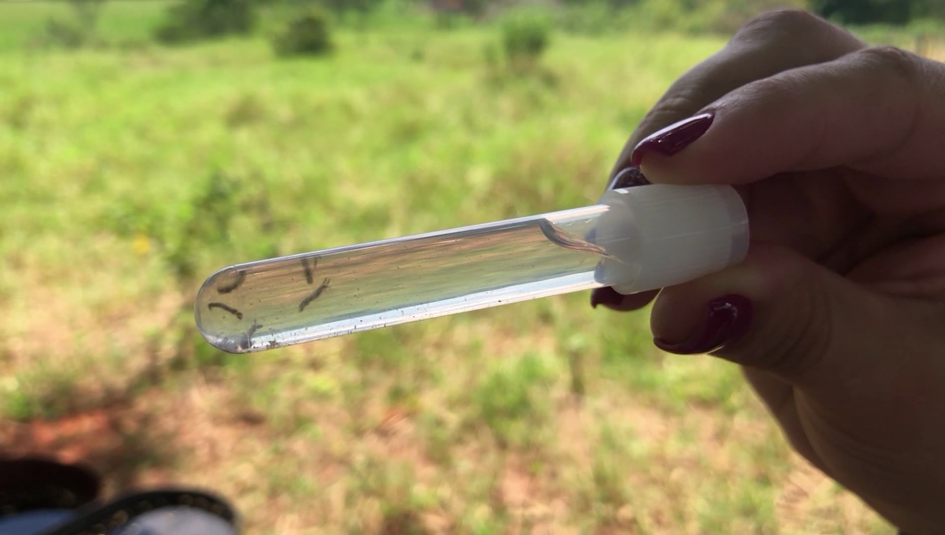 Dracena (SP) investiga morte por dengue |