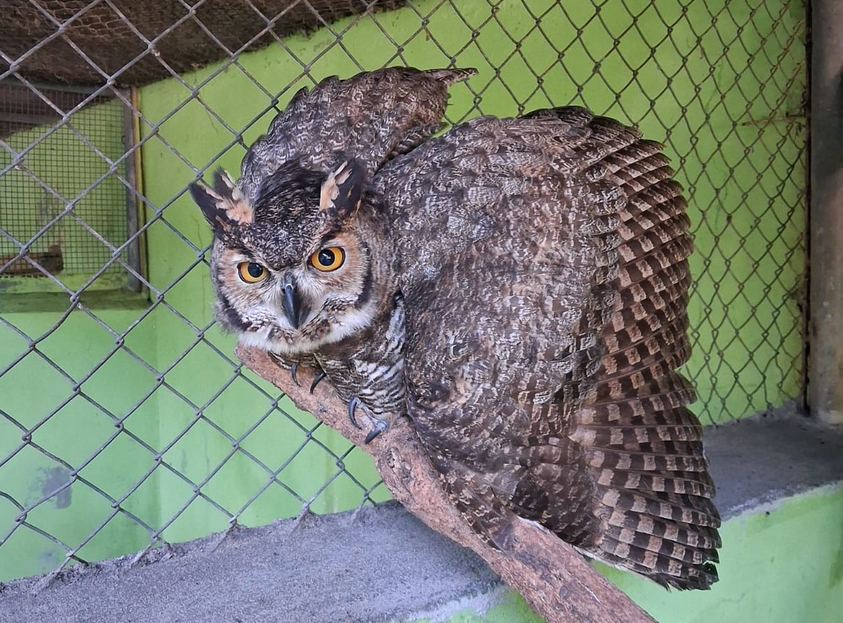 Coruja foi abrigada no Zoológico da Cidade da Criança, em Presidente Prudente (SP) |