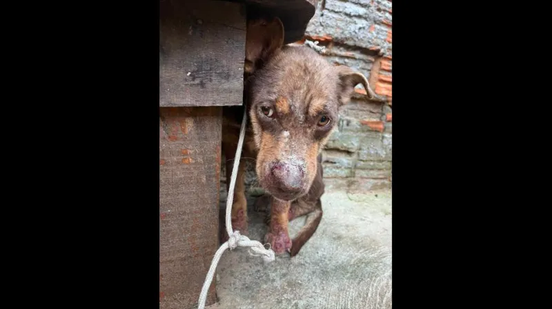 Os maus-tratos costumam ser associados apenas à agressão física direta, como bater, espancar ou ferir um animal de forma intencional. No entanto, a violência também pode ocorrer de outras maneiras |