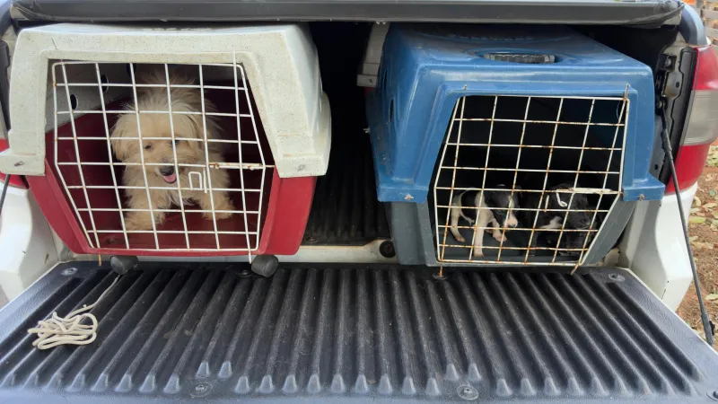 Investigações concluíram que cães foram vítimas de maus-tratos em imóvel, no Parque Residencial Iguaçu, em Adamantina (SP) |